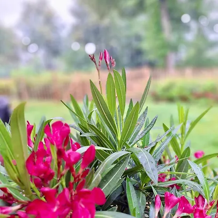 Oase Am L 2 Sz L Familien Und Hundefreundlich L Sauna I E-ladesaeule Apartmán *