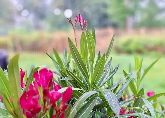 Oase Am L 2 Sz L Familien Und Hundefreundlich L Sauna I E-ladesaeule Lejlighed *